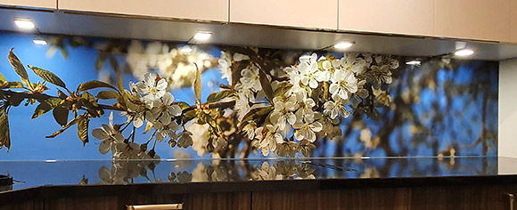 Panoramafoto von geöffneten Kirschblüten auf Küchenrückwand aus Glas.