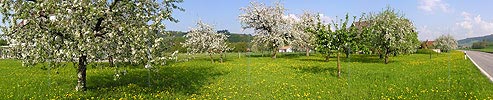P000986: Panoramafoto Blühende Apfelbäume