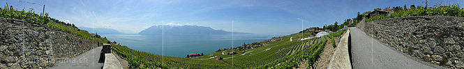 P001090a: Panorama Rebberge am Genfersee