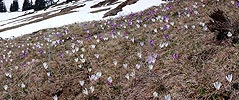 P002068: Panoramabild Bergflora