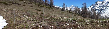 P002100: Panoramabild Krokuswiese und Berg