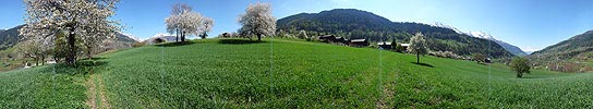 P002110: Panoramabild Blühende Bäume