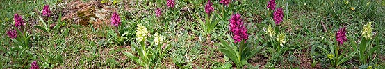 P002143: Panoramafoto Knabenkraut (Orchideen)