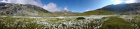 P002391: Panoramabild Wollgraswiese