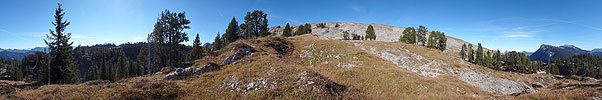 P002600: Panoramafoto lichter Föhrenwald