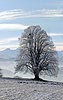 P002992: Grossbild Baum (Linde)