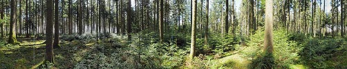 P003362: Panoramabild Tannenwald