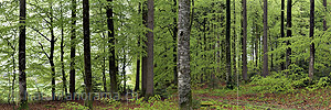 P003446a: Panoramafoto Frisches Grün im Frühlingswald