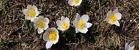 P003541: Panoramabild Pelzanemonen