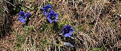 P003567: Panoramabild Bergblumen