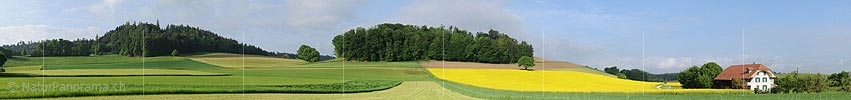 P003593: Grosspanorama Blühendes Rapsfeld