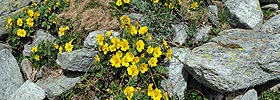 P003778: Panoramabild Bergblumen (Kriechende Berg-Nelkenwurz)