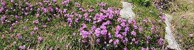 P003779: Panorama Bergblumen (Rote Felsenprimel)