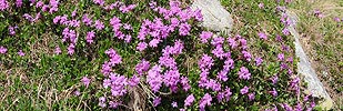 P003780: Panoramabild Bergblumen (Rote Felsenprimel)
