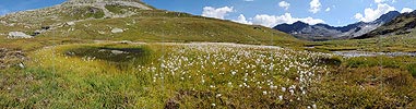 P004073: Panorama Tümpel und Wollgras