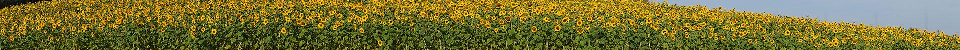 P004312: Panoramabild Sonnenblumenfeld