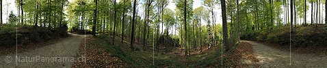P004817a: 360° Panoramafoto Frühlingswald