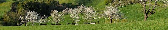P004852: Panoramabild Blühende Bäume