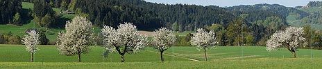 P004865: Panoramabild Blühende Baumreihe