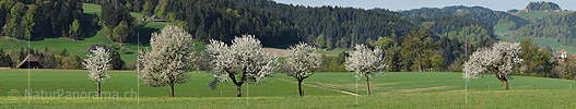 P004865b: Panoramafoto Blühende Baumreihe in Hügellandschaft