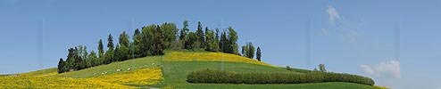 P004902: Panoramabild Hecke in Kulturlandschaft