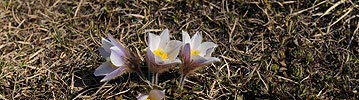 P005005: Panoramabild Bergfrühling