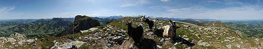 P005153: Panoramabild Schwarzhalsziegen vor Berner Alpen