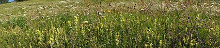 P005254: Panorama Blumenwiese
