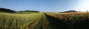 P005281: Panorama Feldweg zwischen Getreidefeldern