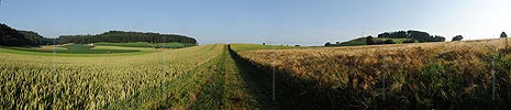 P005282: Panoramabild Feldweg zwischen Getreidefeldern