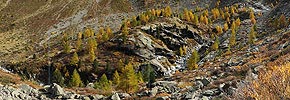P005714: Panoramabild Herbstlicher Lärchenwald in Berglandschaft