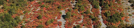 P005721: Panoramabild Perückenstrauch und Waldföhre