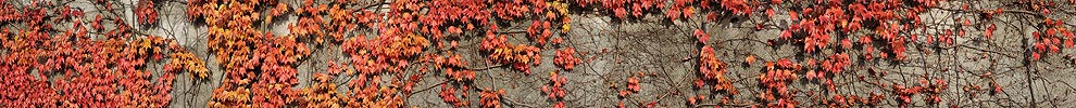 P005821: Panoramabild Herbstlaub
