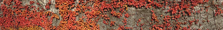 P005823: Panoramabild Herbstimpression