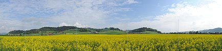 P006106: Grosspanorama Frühlingslandschaft mit blühendem Rapsfeld