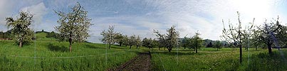 P006121: Panorama Obstgarten