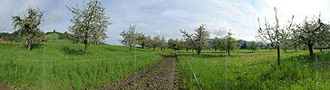 P006123: Gigapixelpanorama Obstgarten