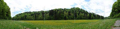 P006133: Grosspanorama Frühlingslandschaft mit Wald und Blumenwiese