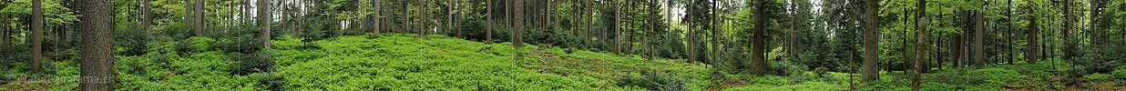P006147: Panoramabild Waldlandschaft im Frühling
