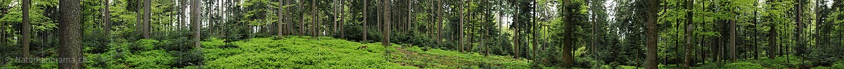 P006149: Panorama Wald im Frühling