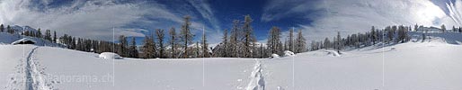 P007226: Gigapixel Panoramabild Lichter Lärchenwald im Winter