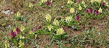 P007486: Panoramabild Holunder Knabenkraut (Orchidee)