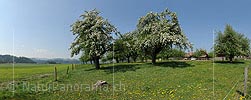 P007542: Panoramabild Blühende Obstbäume