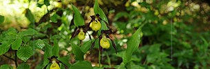 P007551: Panoramabild Frauenschuh (Orchidee)