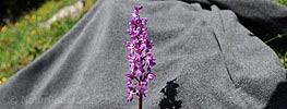 P007589: Panoramabild Knabenkraut (Orchidee)