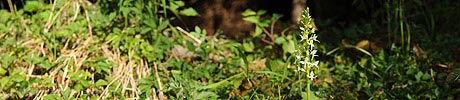 P007593: Panoramabild Weisses Breitkölbchen (Orchidee)