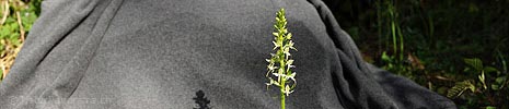 P007596: Panoramabild Weisses Breitkölbchen (Orchidee)