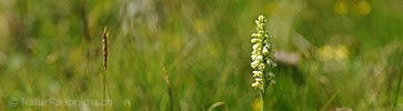 P007785: Panoramabild Weisszunge (Orchidee)