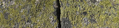 P008082: Panoramabild Landkartenflechten auf Felsplatte (Granit) mit Riss