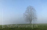 P008791: Panoramabild Mächtiger Baum im Morgennebel
